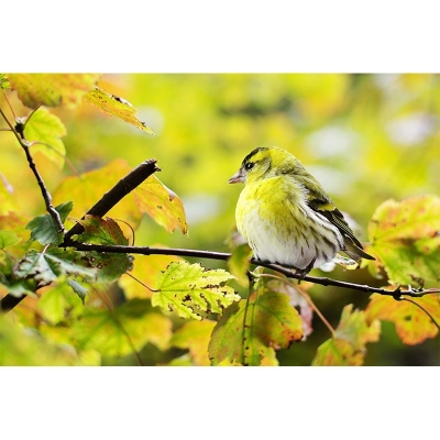 Kreatives Wandbild mit Waldvogelfotografie, feuchtigkeitsbest&auml;ndig, f&uuml;r Wanddekoration im Wohnzimmer und Schlafzimmer