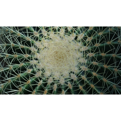 Carta da parati fotografica Carta da parati per soggiorno con motivo cactus