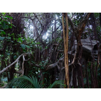 Carta da parati popolare Carta da parati murale per soggiorno con stampa foresta tropicale