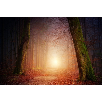 Woods Photography schimmelresistente Tapete f&uuml;r Wohnzimmer