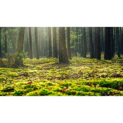 Woods Photography schimmelresistente Tapete f&uuml;r Wohnzimmer