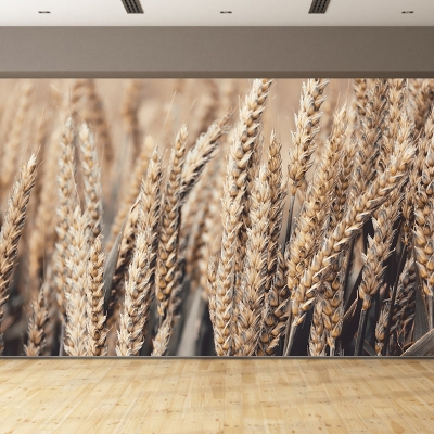 Carta da parati resistente alla muffa del campo di grano, decorazione murale per la camera da letto, per la fotografia ambientale