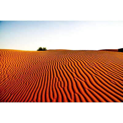 Carta da parati resistente alle macchie di cammello nel soggiorno del deserto con fotografia tropicale