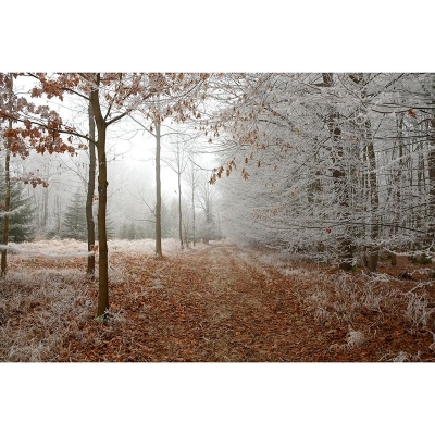 Carta da parati fotografica con paesaggi contemporanei, resistente alle macchie, con foresta