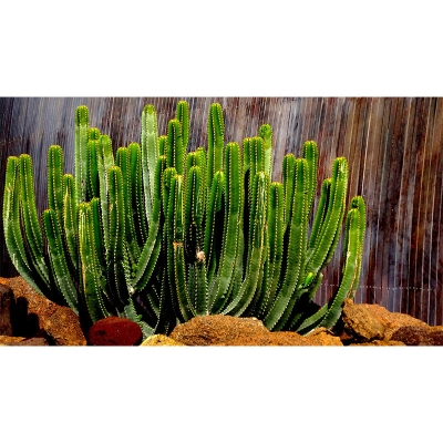 Carta da parati alla moda Carta da parati stampata con cactus per salotto