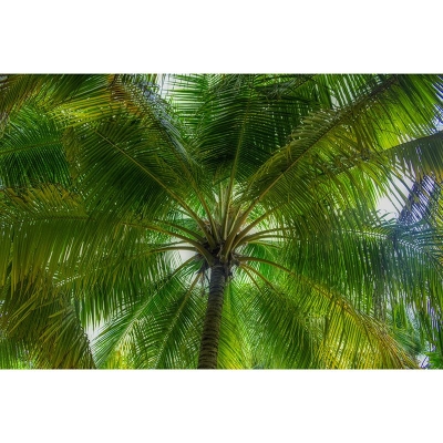 Carta da parati vintage Carta da parati per soggiorno con motivo a foglie di piante tropicali