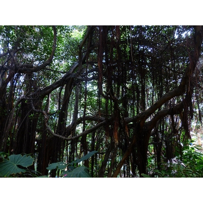 Carta da parati popolare Carta da parati murale per soggiorno con stampa foresta tropicale