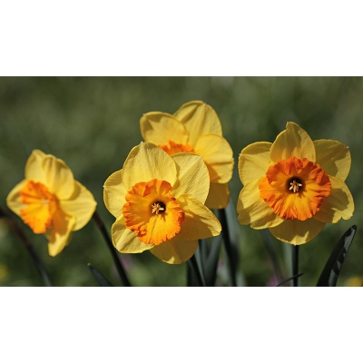 Fototapete &bdquo;Blume&ldquo;, schmutzabweisend, Fotografie, Wohnzimmer-Tapete