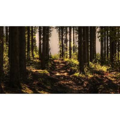 Fotografia Foresta Murale Murale con piante resistenti alle macchie ambientali