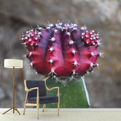 Carta da parati fotografica Carta da parati per soggiorno con motivo cactus