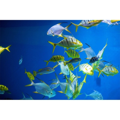 Dekorative Unterwasserfotografie-Wandbild, Wohnzimmer-Wandbild