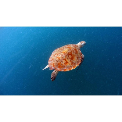 Fotomurale con tartaruga marina. Fotomurale resistente alla muffa ambientale