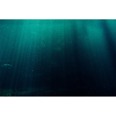Unterwasserfotografie-Wandbild, Tapete f&uuml;r Wohnzimmer