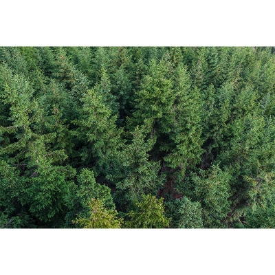 Waldfotografie, schmutzabweisende Tapete, Wohnzimmer-Tapete