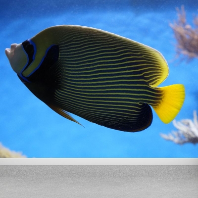 Carta da parati attraente Carta da parati con motivo pesce