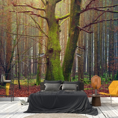 Fotograf&iacute;a Bosque Respetuoso Del Medio Ambiente Mural De La Pared Papel Pintado De La Sala De Dibujo