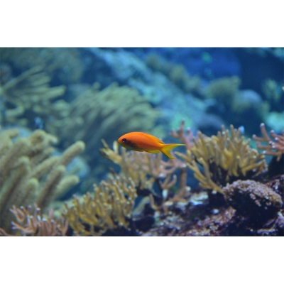 Carta da parati decorativa Carta da parati per salotto con motivi di pesce