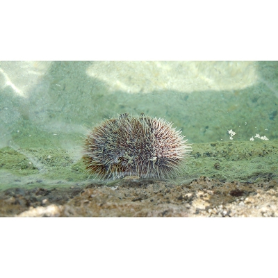 Fotomurale tropicale con fotografia murale resistente alle macchie per salotto con pesce