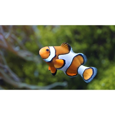 Carta da parati realistica Carta da parati stampata con pesce pagliaccio