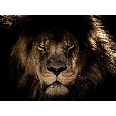 Carta da parati con motivo di fotografia di animali, muffa, decorazione orizzontale per soggiorno