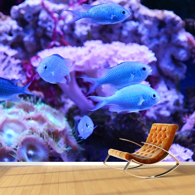 Carta da parati con pesci Fotografia Carta da parati con panchina da mare resistente alle macchie tropicali