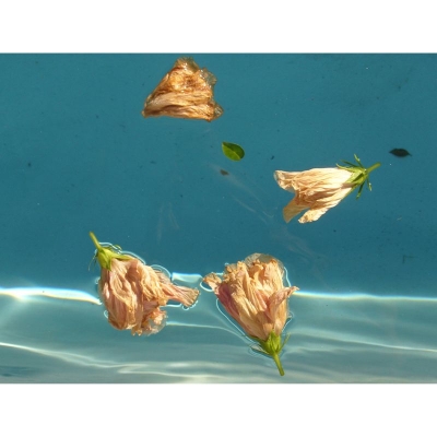 Carta da parati murale con fotografia di fiori Decorazione murale per interni ecologica