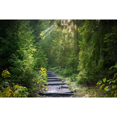 Carta da parati fotografica con paesaggi contemporanei, resistente alle macchie, con foresta