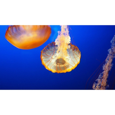 Fotografia Carta da parati con motivo meduse Carta da parati marina ambientale resistente alle macchie