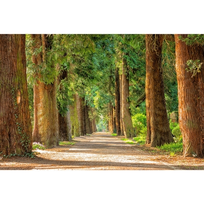 Carta da parati fotografica ambientale Carta da parati per la casa resistente alle macchie della foresta