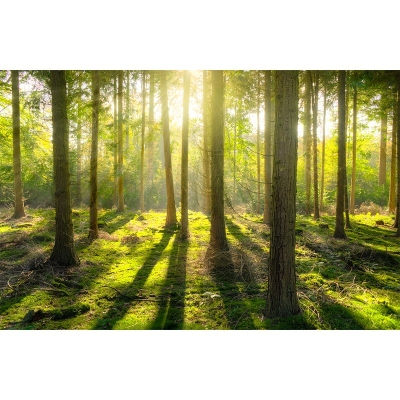 Carta da parati murale per decorazioni per la casa con fotografia ecologica