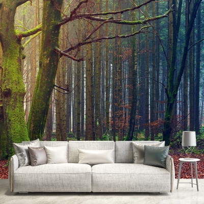 Fotograf&iacute;a Bosque Respetuoso Del Medio Ambiente Mural De La Pared Papel Pintado De La Sala De Dibujo