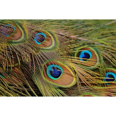 Carta da parati decorativa fotografica con motivo a piume, non incollato, resistente alla muffa