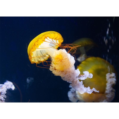 Dekorative Fotografie-Tapete, Unterwasser-Wohnzimmer-Wandbild